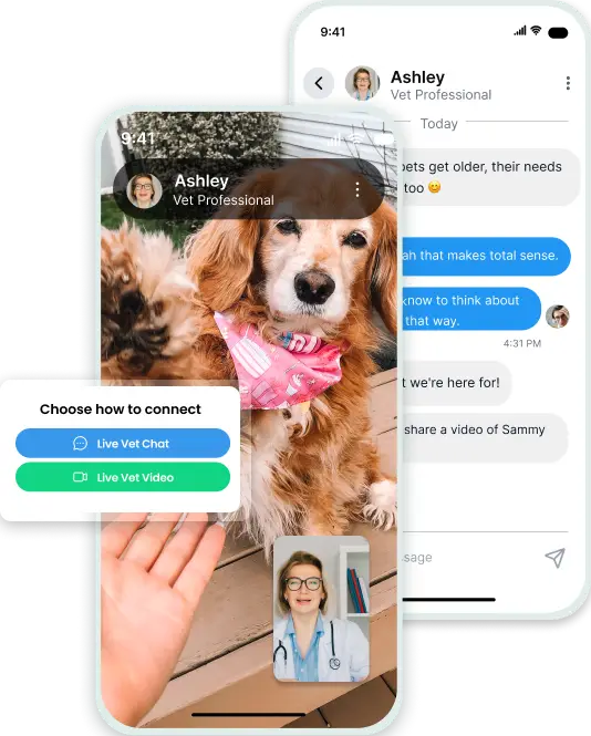 TeleVet app shown on two phones — a video call with a dog and a chat thread with a vet professional